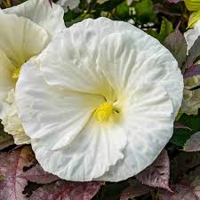 Image result for Hibiscus kirkii
