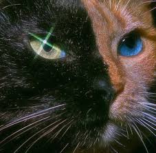 isimsiz 7 7 wntta glam tiernos animals tierre cathouse gatosaesthetic gatosanime gatoscats ausgestopftes tier exotische haustiere susse tiere