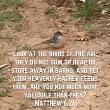 Look At The Birds Of The Air Niv Pin By Dina Mcdonald On Scripture Bible Apps Heavenly Father New International Version