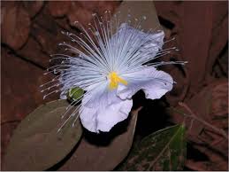 Image result for Capparis viminea