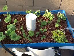 I Pretty Much Sprouted The Seeds In A Baggy And Paper Towel And Then Dropped Them In Make Sure They Are Sprouti Aquaponics Organic Pesticide Hormone Free Food