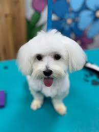 How to comb and clean an 8-month-old Maltese dog's face?