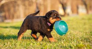 Best Food For Rottweiler Puppy Dogs