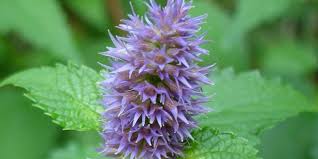 See how to grow and use this native. Anise Hyssop Flowering Time Description Seasonal Development And General Distribution In Minnesota
