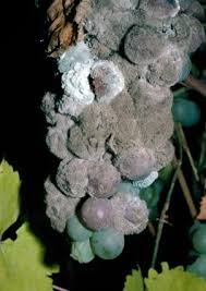 Image result for Botrytis cinerea