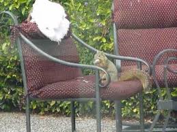 Cushion Eating Squirrel Mov Youtube