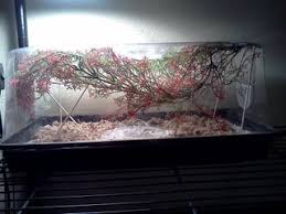 Buy praying mantis and terrarium supplies for pet mantis hobbyists. Keeping A Praying Mantis As A Pet Instructables