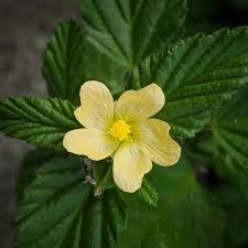 Image result for Sida acuta