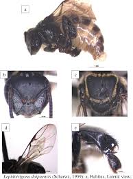 These bees are the only known species which have, within their own. Taxonomic Study On Selected Species Of Stingless Bee Hymenoptera Apidae Meliponini In Peninsular Malaysia Semantic Scholar