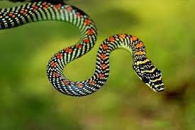 Look In The Sky An Ifs Identified Flying Snake The Featured Creature Snake Pet Snake Reptiles And Amphibians