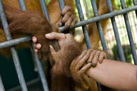Orangutans are extremely patient and intelligent mammals. Werner Mansholt Huzun Istanbul Lensculture