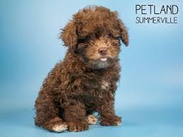 Maltese puppies think whoever they meet, animal or human, are their friend. Poodle Puppies Petland Summerville