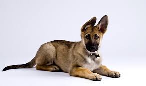 Breeders of merit are denoted by level in ascending order of: German Shepherd Dog Breed Information