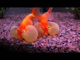 Bubble Eye Goldfish Youtube Bubble Eye Goldfish Goldfish Goldfish Care