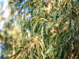 Image result for Eucalyptus