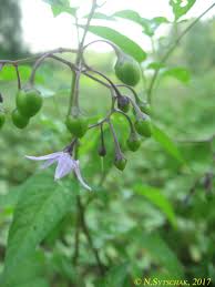 Image result for Solanum litoraneum