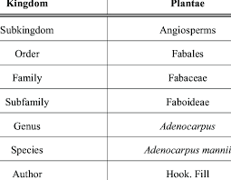 Image result for Adenocarpus mannii