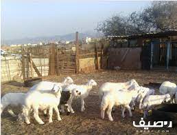 ضان مقاني animals horses goats