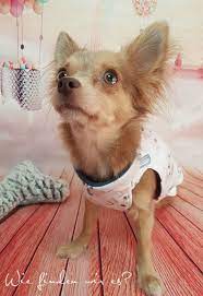 Chihuahuapullover schnittmuster nähen / das handmade kultur schnittmuster „gunda ist ein tutorial hundepulli bonnie erbsunde schnittmuster nahkurse stoffe für den pullover gibt es ein. Freebook Tutorial Schnittmuster Jacke Fur Hunde Hunde Pullover Chihuahua Teddy Hund