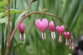 Question I Have A Bleeding Heart That Was Given To Me By My Mother In Law My Daughter Would Like To Have Bleeding Heart Plant Bleeding Hearts Bleeding Heart