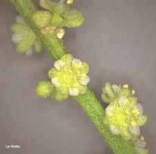 Image result for Clutia pulchella