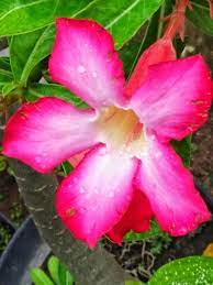 Bunga kamboja ditemukan oleh seorang botanis berkebangsaan perancis yang bernama charles plumier, karena itulah bunga kamboja mempunyai nama latin plumeria. Nama Latin Bunga Kamboja