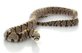 Mandarin Rat Snake What A Pretty Guy Snakes For Sale Rat Snake Snake