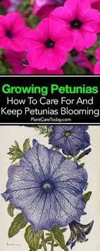 Petunia Care How To Grow And Keep Petunia Flowers Blooming Petunia Flower Petunia Plant Petunia Care
