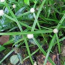 Rumput teki adalah salah satu tumbuhan yang lebih dikenal sebagai gulma karena keberadaannya sering mengganggu pertumbuhan tanaman lain. Haiomarketing Prices And Promotions Jun 2021 Shopee Malaysia