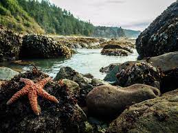10 Best North American Beaches For Exploring Tide Pools