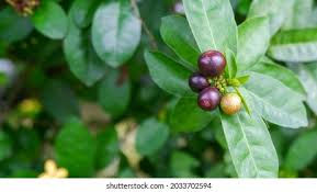 Image result for Rauvolfia nana