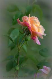 Rose By Volodymyr Khvostyk 500px Beautiful Flowers Beautiful Roses Flower Photos