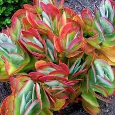 5 Kalanchoe Luciae Seeds Flap Jack Plant Indigenous South African Native Succulent Plant Seeds Bidorbuy Co Za South African Flowers African Plants Planting Succulents
