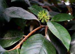 Image result for Trichocladus