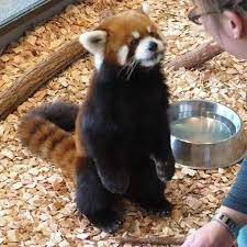 Red Panda Noms On A Treat Red Panda Cute Red Panda Panda