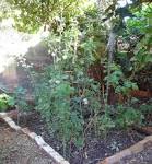 Image result for pole and dagga houses