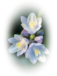 Obituary information for Charles Elwood Sprinkle Jr.