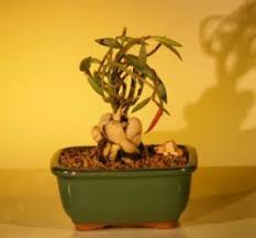 Image result for Monadenium laeve