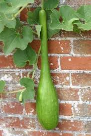 Do Squash And Cucumber Plants Cross Pollinate
