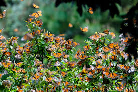How doers get more done. Milkweed Beauty On The Wing
