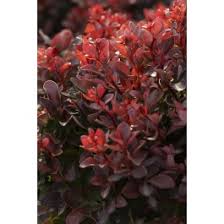 Image result for Thunbergia pynaertii