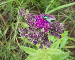 Image result for Vernonia hirsuta