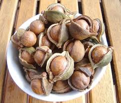Image result for Macadamia aff. integrifolia