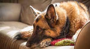 Do German Shepherds Shed More About Shedding In This Breed