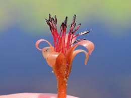 Image result for Brasenia schreberi