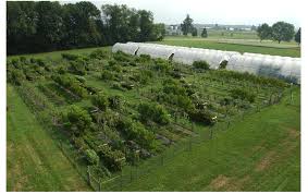 Image result for Agrocharis