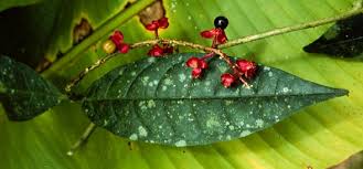 Image result for Heisteria zimmereri