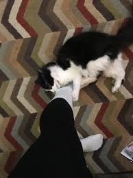 Most domestic cats should weigh about 10 pounds, though that can vary by breed and frame. How Much Should A 9 Month Old Cat Eat A Day And How Much Should It Weigh On Average Petcoach