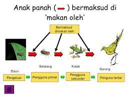 Tujuan utama interaksi dalam ekosistem tersebut berkaitan erat dengan kelangsungan hidup. Panitia Biologi Kimia Ppd Tanah Merah Rantai Makanan Gambar