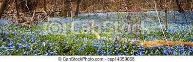 What made me notice this spring ephemeral with 6 petals? Carpet Of Blue Flowers In Spring Forest Panorama Of Early Spring Blue Flowers Glory Of The Snow Blooming In Abundance On Canstock